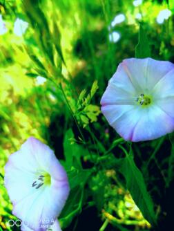 巴里坤的亲扯扯秧的根