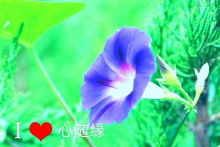 巴里坤的亲扯扯秧的根