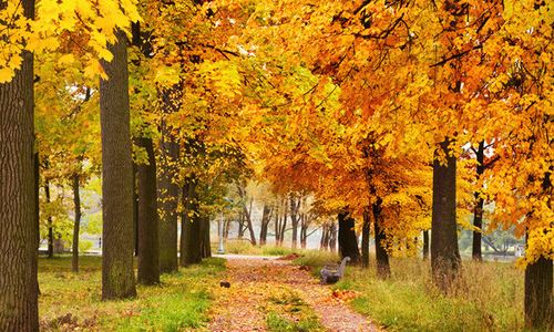 秋天,留下醉美的一页
