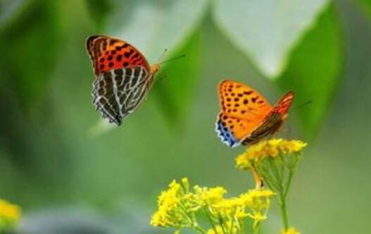 银杏树下飞舞的“黄蝴蝶”