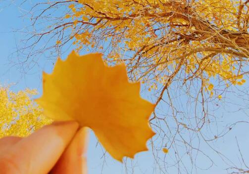 别样来时秋，却看不透