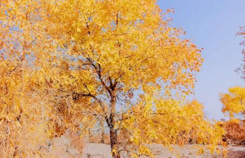 别样来时秋，却看不透