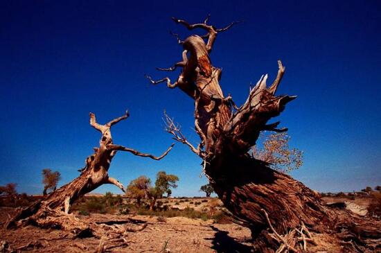 沙海之中,生命的奇迹