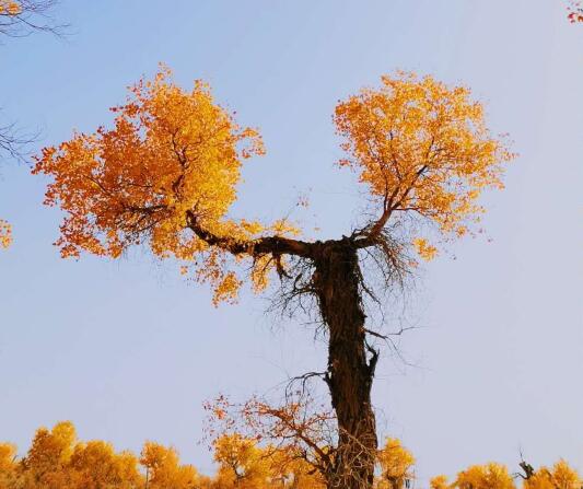 沙海之中,生命的奇迹