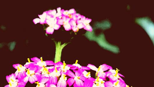 再读《假如生活欺骗了你》